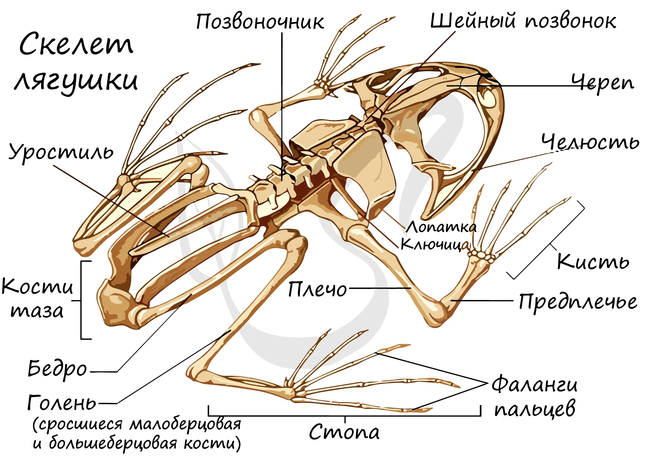 Особенности внешнего и внутреннего строения земноводных 